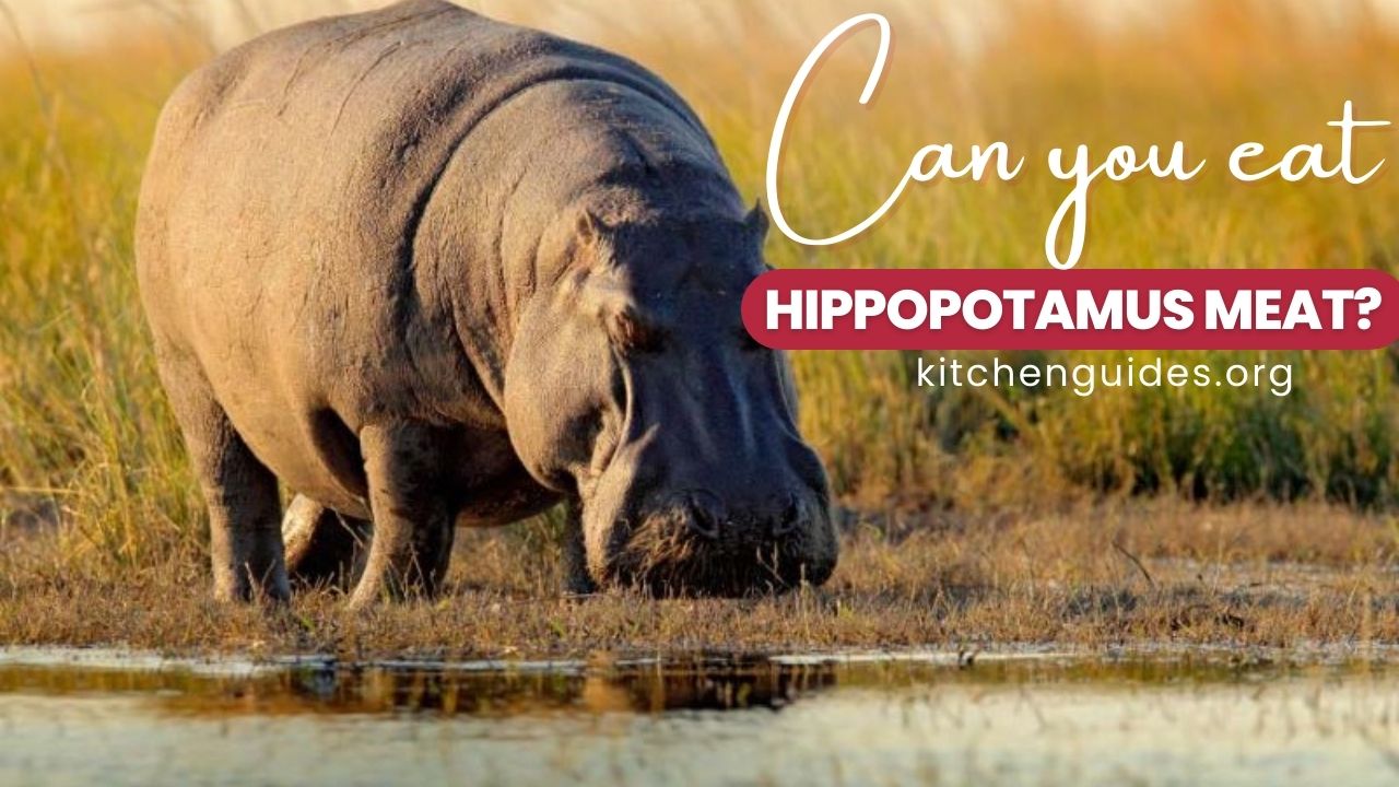 Can you eat Hippopotamus Meat?