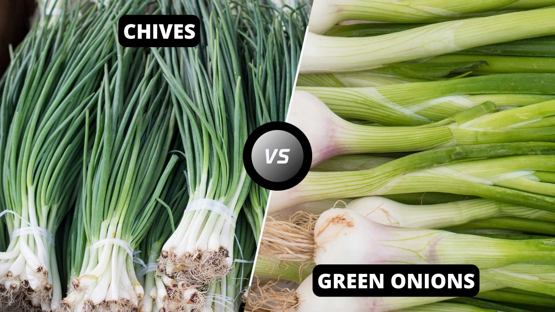 Chives vs Green Onions