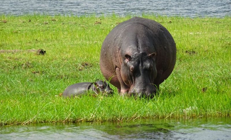 Hippo meat has been described as tasting similar to pork or veal.