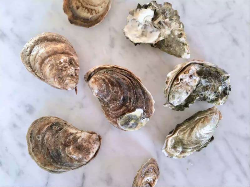 How to Buy and Store Oysters