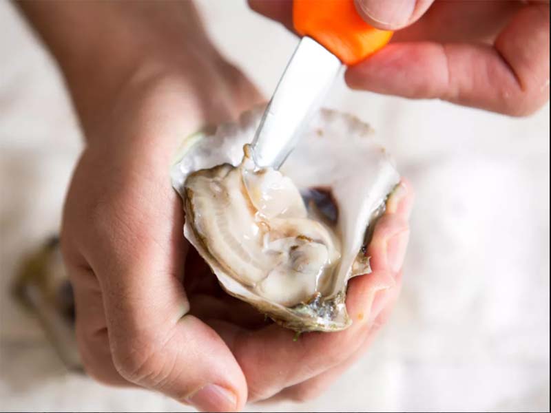 Release The Oyster from The Bottom Shell
