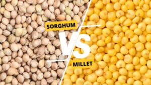 Sorghum vs Millet